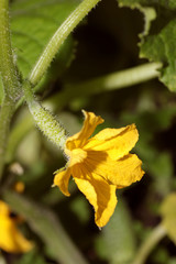 flowering cucumber