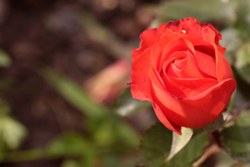pink rose bud nature