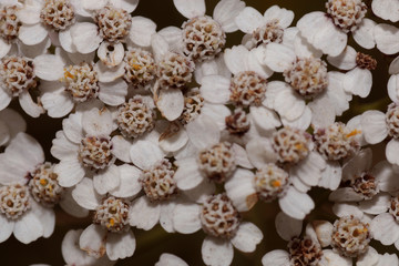 Macro white flower bud