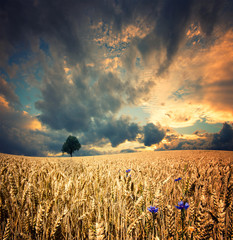wheat field © honzakrej
