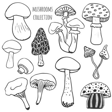 Hand drawn mushrooms collection. Doodle vector set with edible and poison mushrooms.