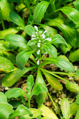 Ajuga