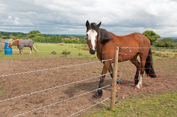 Naklejka premium Horses kept on limited grazing with the use of electric fencing