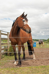 Horses kept on limited grazing with the use of electric fencing
