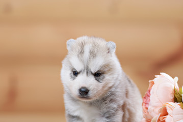 puppy of siberian husky