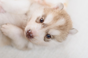 puppy of siberian husky