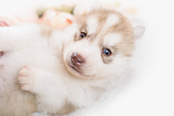 puppy of siberian husky