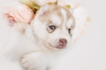Fototapeta premium puppy of siberian husky