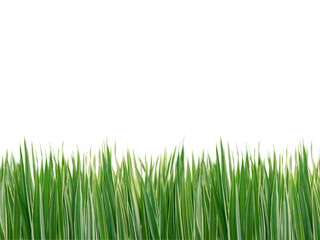 Fototapeta premium Striped grass isolated on white