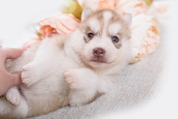 Fototapeta na wymiar puppy of siberian husky
