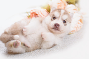 Fototapeta na wymiar puppy of siberian husky