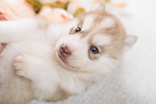 puppy of siberian husky