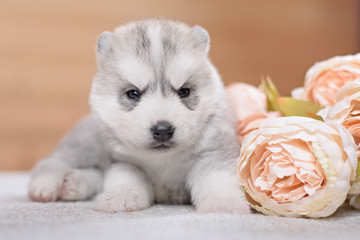 puppy of siberian husky