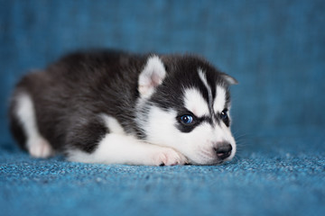 Fototapeta premium A beautiful Husky puppy with pretty blue eyes on a blue background.