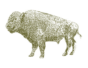 Woodcut Bison
