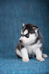 Fototapeta premium A beautiful Husky puppy with pretty blue eyes on a blue background.
