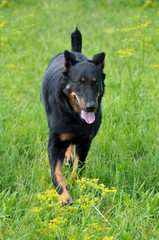 Beauceron dog running