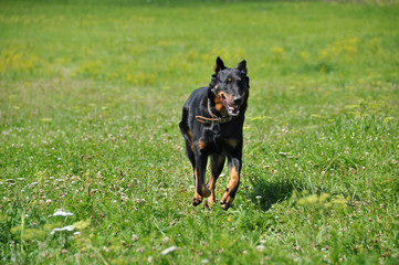 Beauceron dog running