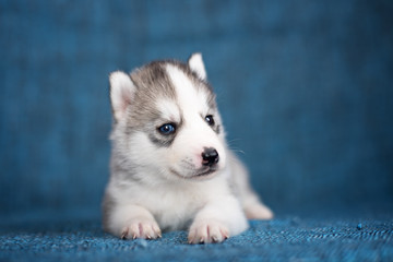 A beautiful Husky puppy with pretty blue eyes on a blue background.