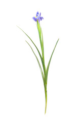 Fototapeta na wymiar Iris flower