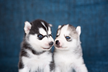 Husky puppies on a blue background