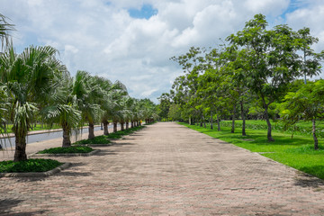 Fototapeta na wymiar palm trees along side the road