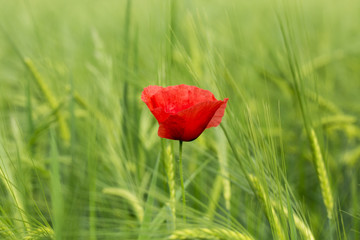 Obraz premium Red poppy blossom on the green field. Red Flower.