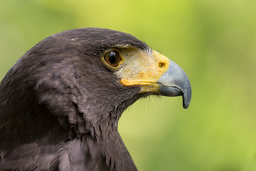 Harris hawk headshot with green background.