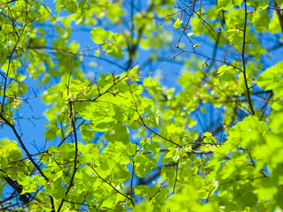 Tree branches with green leaves on a blue sky background