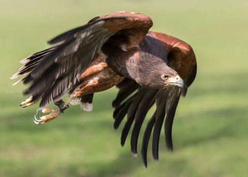 Harris hawk in flight with green grass background