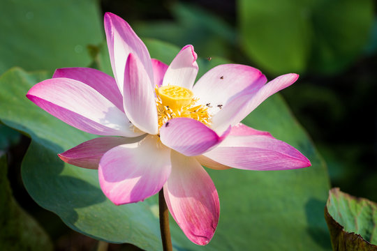 Pink lotus flower on tropical lake