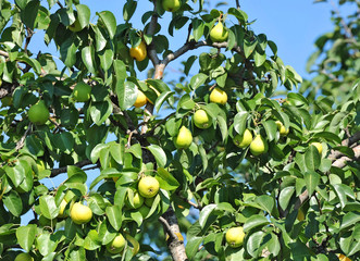 Ripe pear on the branch of the tree