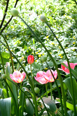 Pink tulips / Flowerbed with pink 