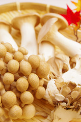 秋の味覚　きのこ