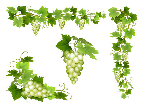 A set of bunches of white grapes. Cluster of berries, branches and leaves. Vector illustration.
