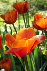 June / Red tulips in the garden Moscow