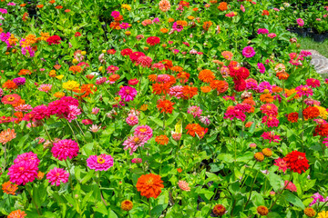 Colorful indian blanket flower in the park