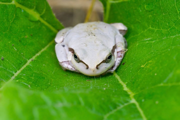 White frog