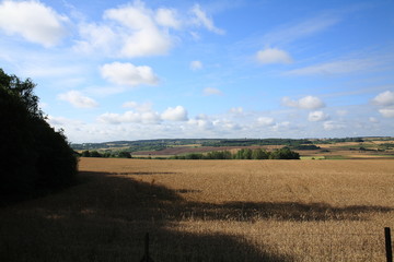 Obraz premium Summer lammer,ndscape