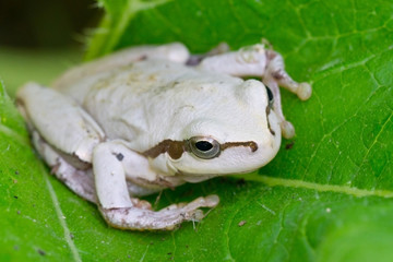 White frog