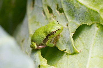 Green frog