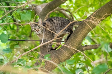playful cat climbs a tree
