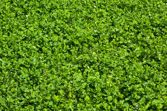 Lawn of clover leaves