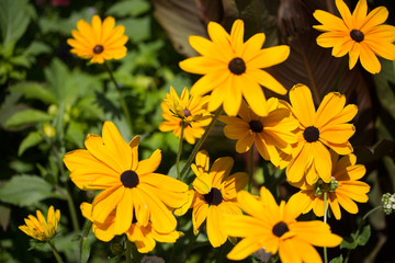 Goldkrone - Canna indica - Hybride