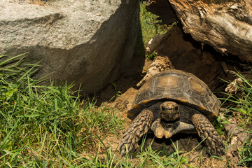 Asian Forest Tortoise