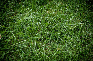 grass texture top view, vintage style