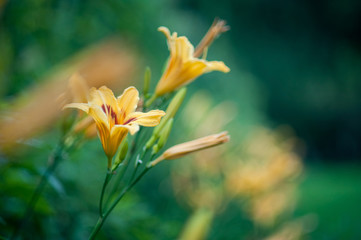 yellow lilly folwer grwoing in garden