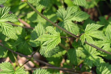 Green leaf hop. Humulus lupulus Aureus. Golden Hop. Green leaves of the hop plant.  Close up of green leaf.