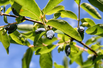 Honeysuckle berries