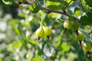 Young gooseberry